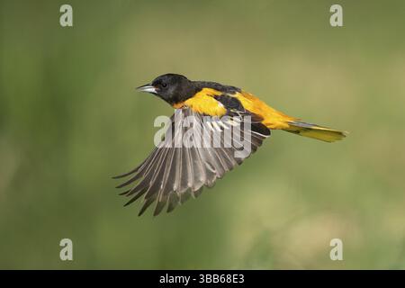 Baltimore Oriole (Icterus galbula) male flying, Texas, USA, North America Stock Photo