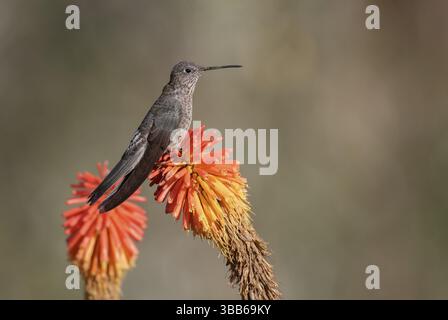 Giant Hummingbird (Patagona gigas) perched on a flower, Cusco, Peru, South America Stock Photo