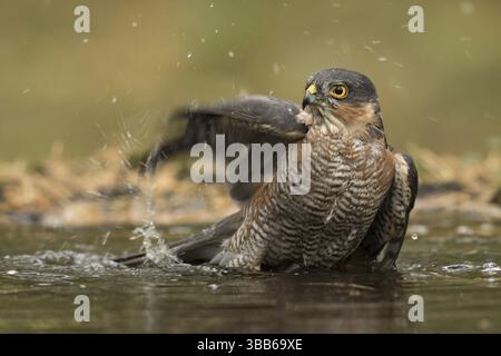 Sperwer man in het water, Eurasian sparrowhawk in water Stock Photo