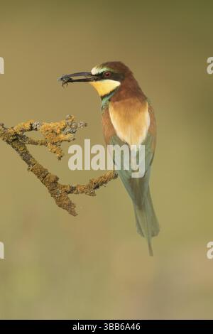European Bee-eater (Merops apiaster) perched on a lichen branch with insect in beak, Serbia, Europe Stock Photo