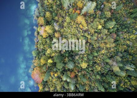 Montane forest at lake side in colorful fall foliage seen from bird's eye perspective, Flims, Switzerland, Europe Stock Photo