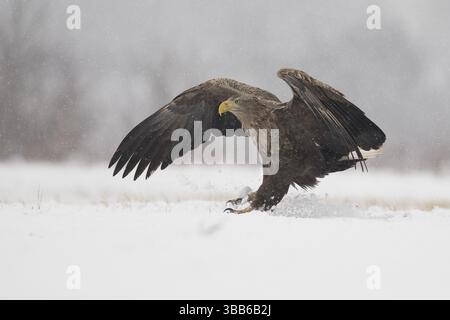 White-tailed Eagle (Haliaeetus albicilla) landing on snow, Subotica, Hungary, Europe Stock Photo