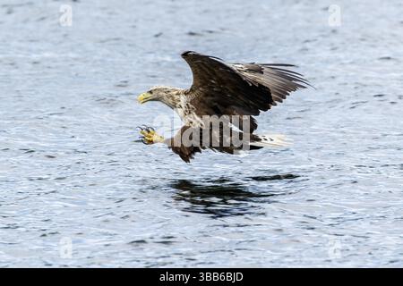 White-Tailed Eagle (Haliaeetus albicilla), fishing, Isle of Mull, Scotland, United Kingdom, Europe Stock Photo