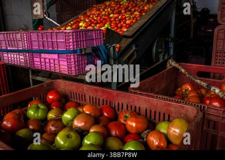 Marilia, SP, Brazil. April 24, 2025. Production and selection line in the tomato concessionaire box of CEAGESP in the city of Mailia, SP. The image sh Stock Photo