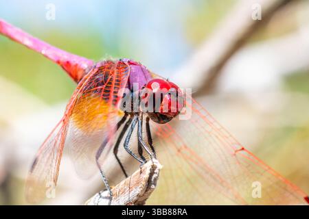 Macro of a scarlet dragonfly (Crocothemis erythraea) male perched on a branch in Corsica, France. Stock Photo