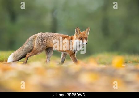 The red fox (Vulpes vulpes) is the largest of the true foxes and one of the most widely distributed members of the order Carnivora Stock Photo