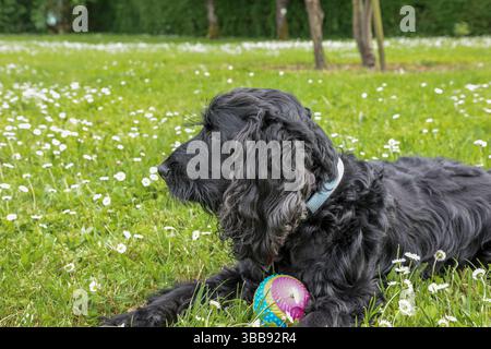 cocker spaniel sitting on the floor with a ball Stock Photo