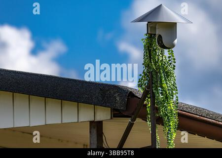 Hidden camera among leaves in the garden, secret recording of neighbors, video monitoring on private property Stock Photo