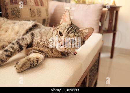 Close-up of a sleepy grey tabby cat lying on a windowsill in soft morning light. Stock Photo