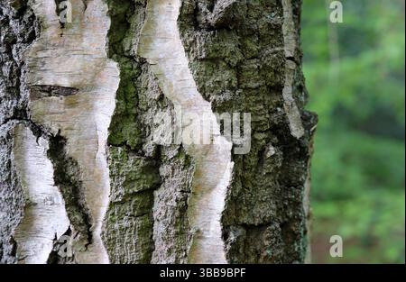 gnarled textured tree trunk bark background Stock Photo