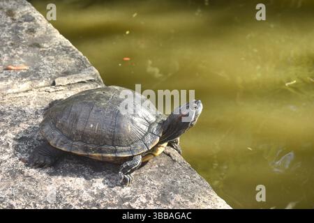 pond turtle floating on ground at pool in garden Stock Photo