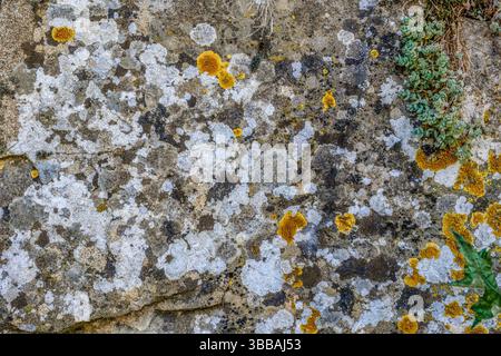 Ancient stone wall texture with moss and lichens. Weathered rock surface featuring green moss and colorful lichens. Perfect for backgrounds and design Stock Photo