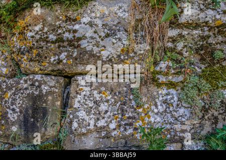 Old Stone Wall Texture with Moss and Lichens. Ancient weathered rock surface with green moss, yellow and white lichens creating a natural abstract pat Stock Photo