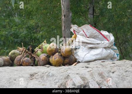 Coconuts piles on the banks of the mangroves in the Sundarbans near Kolkata, India Stock Photo