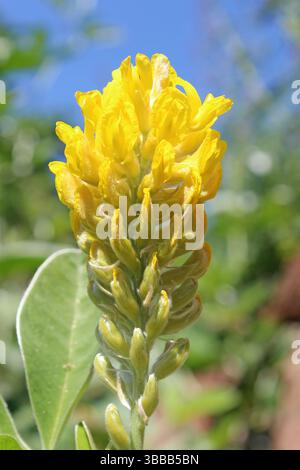 Moroccan Broom a.k.a. Pineapple Broom - Argyrocytisus battandieri Stock Photo