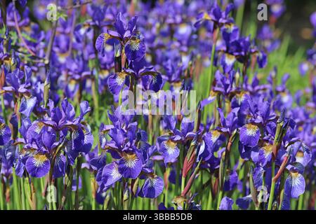 Purple Irises - Iris sibirica Stock Photo