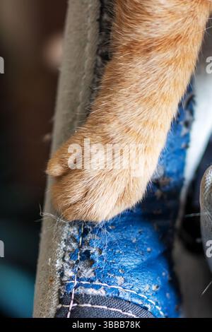 This image features a closeup view of a cats paw gently resting upon a blue object, which appears to be a denim material or a similar fabric Stock Photo