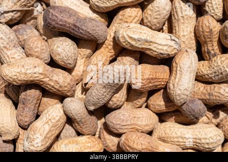 Close view of shell dried peanuts in natural sunlight. Stock Photo