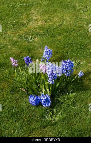 Delft Blue hyacinth flowers growing in lawn Stock Photo