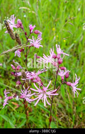 Lychnis flos-cuculi, commonly called Ragged Robin, is a herbaceous perennial plant in the family Caryophyllaceae, England, UK Stock Photo