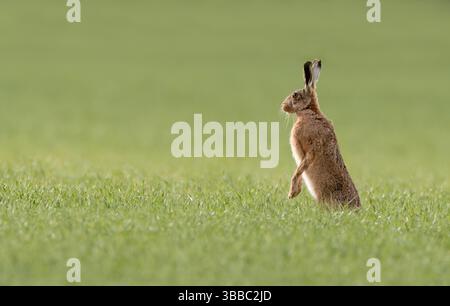 Brown Hare (Lepus europaeus) alert & sitting upright, Norfolk Stock Photo