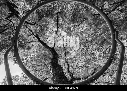 Framed by the Rim: Nature’s Hoop Stock Photo