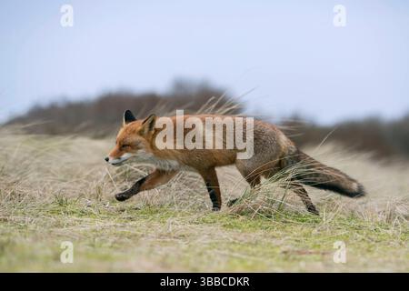 RECORD DATE NOT STATED  Red Fox / Rotfuchs  Vulpes vulpes  hunting in open grassland, running over a little hill, determined, focused on something, wildlife, Europe. Stock Photo