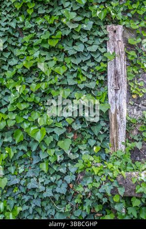 Dense carpet of vibrant green ivy leaves covering stone surface with weathered wooden post. Close-up of glossy heart-shaped foliage creating natural t Stock Photo