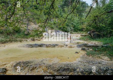 Silver-gray hunting dog exploring tranquil limestone pool with transparent turquoise water in mountain forest. Weimaraner discovering natural swimming Stock Photo