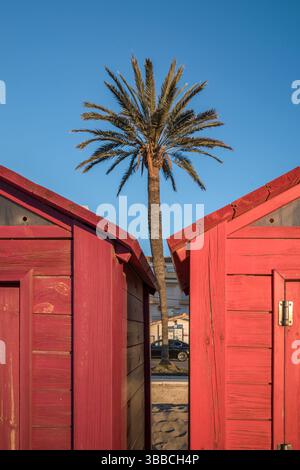Tall palm tree perfectly centered between bright red wooden beach cabins against blue sky. Sandy pathway visible between symmetrical beach huts, ideal Stock Photo