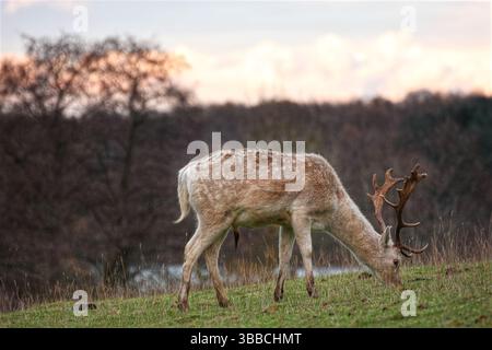 Male fallow deer grazing in countryside at sunset Stock Photo