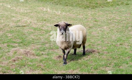 Sheep isolated in the field looking at the camera, rural animals on the grass. Stock Photo