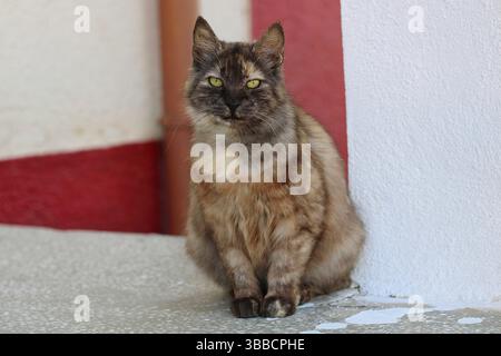 Full-body view of a tortoiseshell cat with green eyes sitting by a red and white wall, looking directly at the camera in soft natural light. Stock Photo