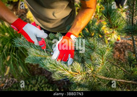 Using carefully selected pruning shears, a person wearing red and gray gloves trims pine tree branches in a vibrant garden setting. The sunlight illum Stock Photo