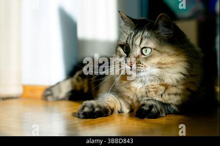 Domestic cat lies on the wooden floor of the house in the sunlight Stock Photo