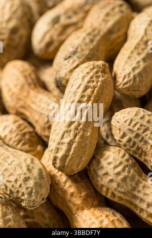 Raw Organic Unpeeled Peanuts in the Shell Ready to Eat Stock Photo