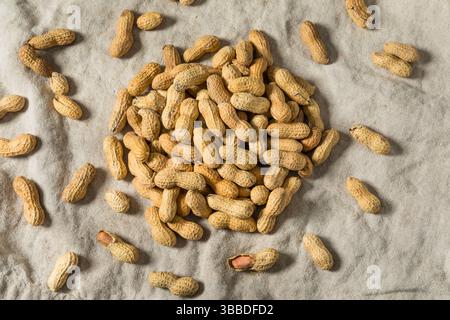 Raw Organic Unpeeled Peanuts in the Shell Ready to Eat Stock Photo