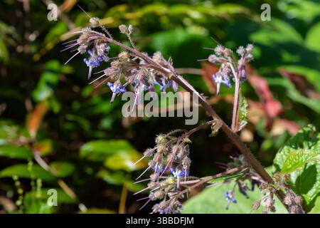 Close up of early flowering borage (trachystemon orientalis) flowers in bloom Stock Photo