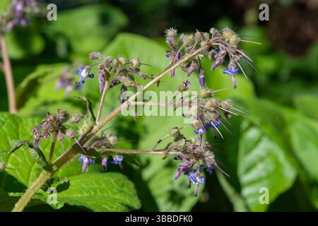 Close up of early flowering borage (trachystemon orientalis) flowers in bloom Stock Photo