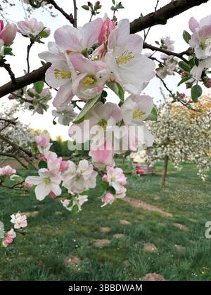 Close-up view of apple tree branches adorned with delicate pink and white blossoms in full bloom. The background features a lush green orchard with sc Stock Photo
