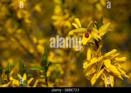 Bright red ladybug sitting on vivid yellow forsythia flower on a sunny spring day in botanical garden. Blooming nature and natural insect pollination Stock Photo