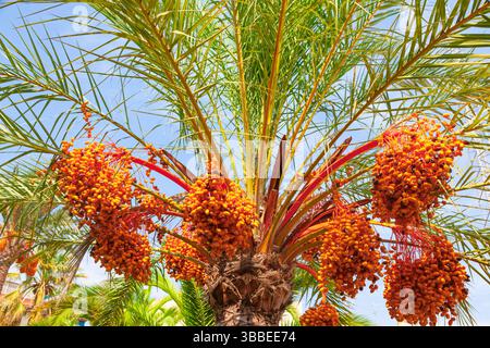 Date palm with ripening fruits on it. Stock Photo