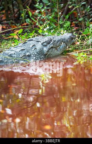 American alligator (Alligator mississipiensis), Sanibel Island, J.N. Ding Darling National Wildlife Refuge, Florida, USA Stock Photo
