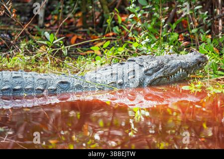 American alligator (Alligator mississipiensis), Sanibel Island, J.N. Ding Darling National Wildlife Refuge, Florida, USA Stock Photo