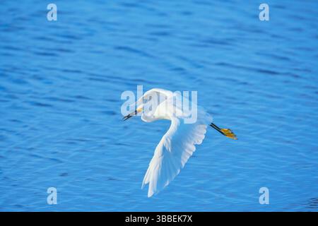 Snowy Egret (Egretta thula) in flight, Sanibel Island, J.N. Ding Darling National Wildlife Refuge, Florida, USA Stock Photo