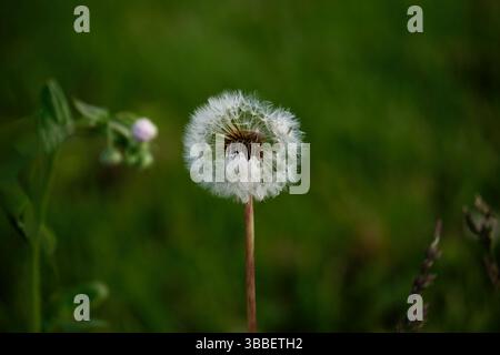 A close-up of a delicate dandelion seed head standing tall in a lush green field. Stock Photo
