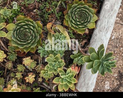 Top view of beautiful Echeveria Succulent plant outdoor Stock Photo