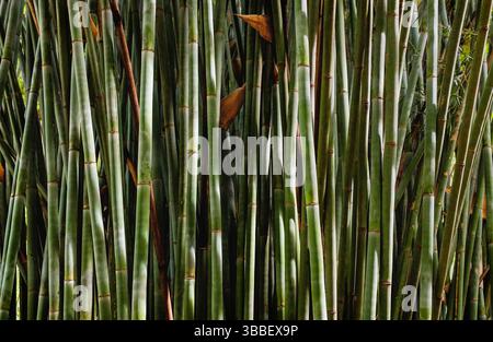 Thicket of bamboo stalks Stock Photo