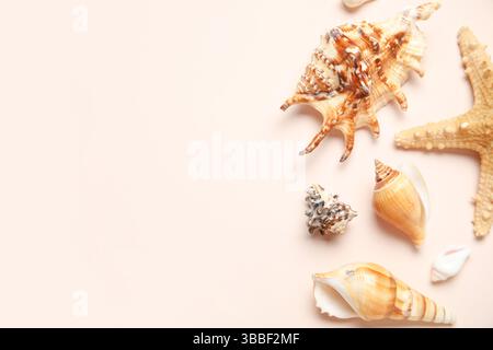 Different seashells and starfish on white background Stock Photo