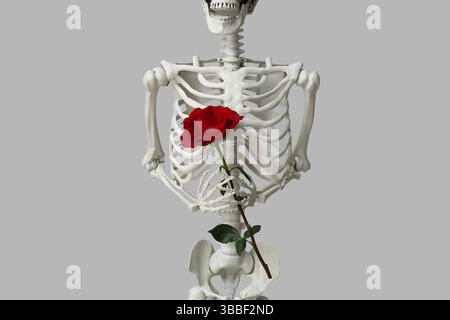 Human skeleton holding rose flower on grey background Stock Photo